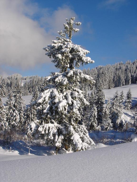 Chalet Sunneschyn Schwanden  Екстер'єр фото